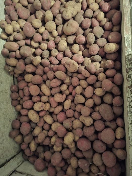 Картофель дачный