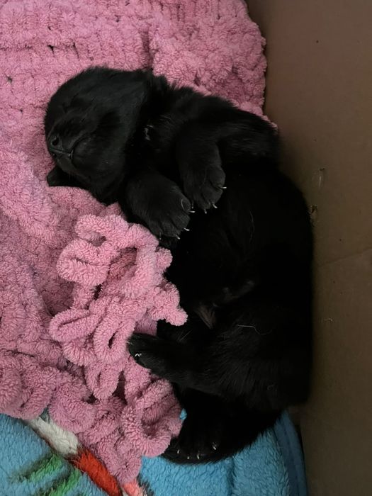 Отдам щенят в добрые руки