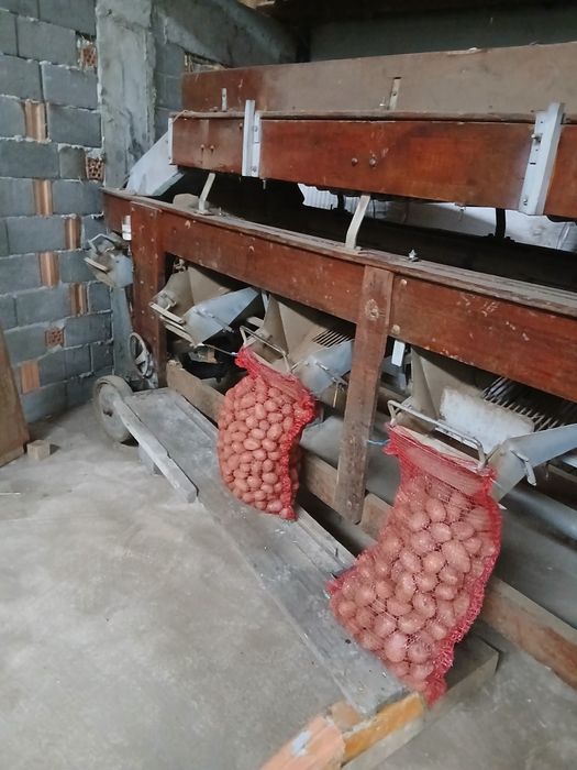 De vânzare zare cartofi de samanta bellarosa