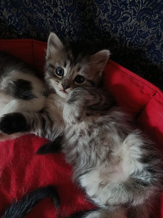 Отдам котят в добрые руки.