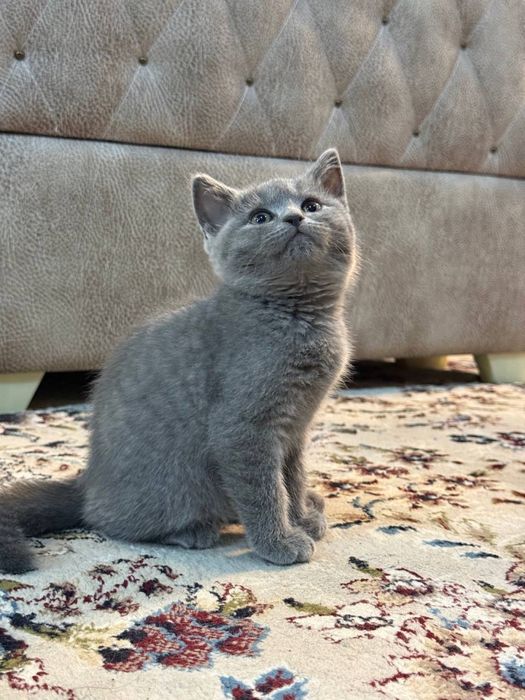Британские котятя