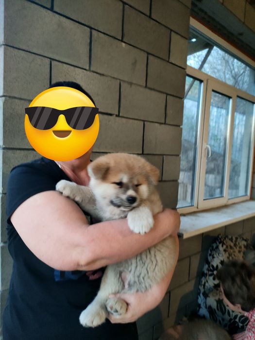 Предлагаю щенков Хатико