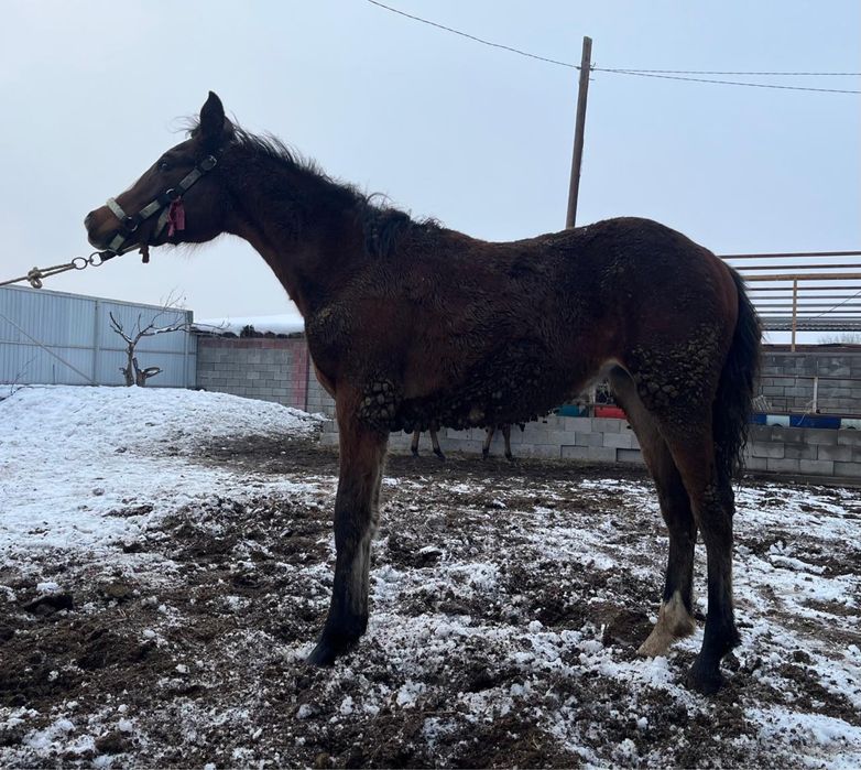 Жабағы жеребенок