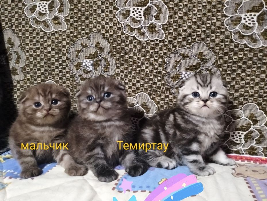 Открыта бронь. Шотландские малыши.