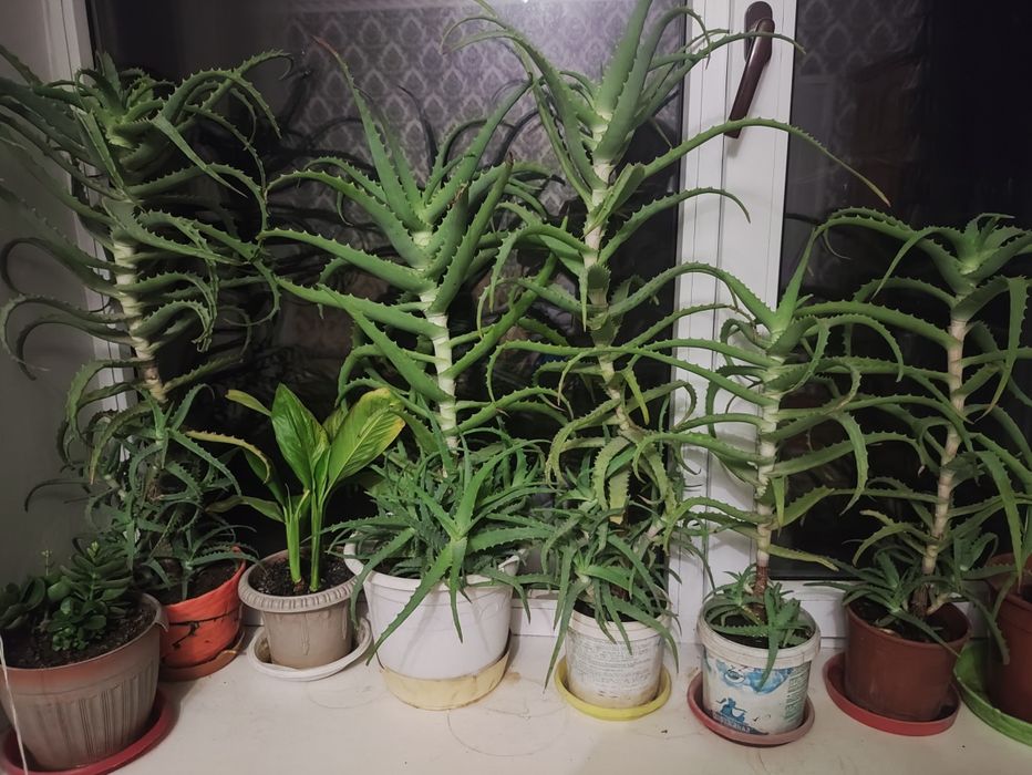 Алоэ больше трех лет