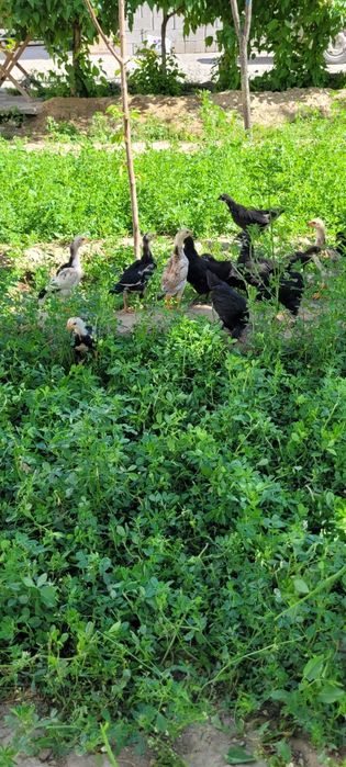 Австролорп румыния