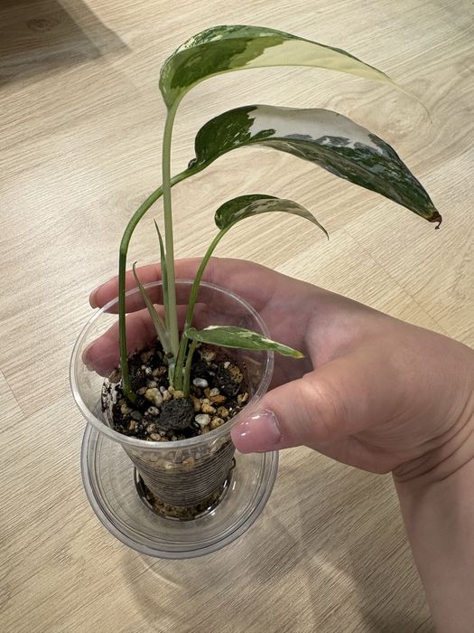 Эпипремнум Pinnatum Variegata (Пиннатум Вариегата)