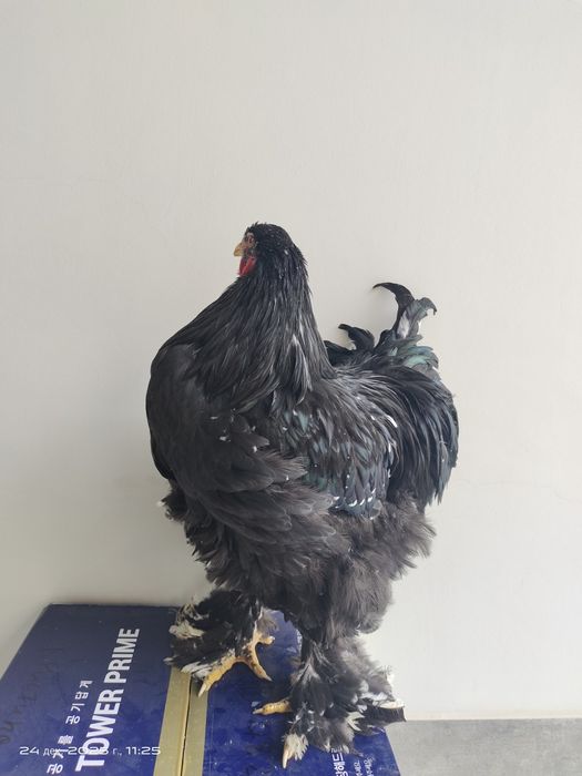 Брама молодые петухи