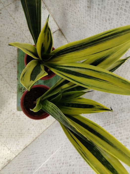 Продам цветы, Gullar sotiladi, Низкие цены