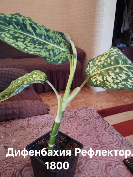 Продам комнатные растения