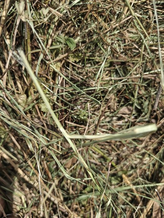 Продам тюки разнотравие