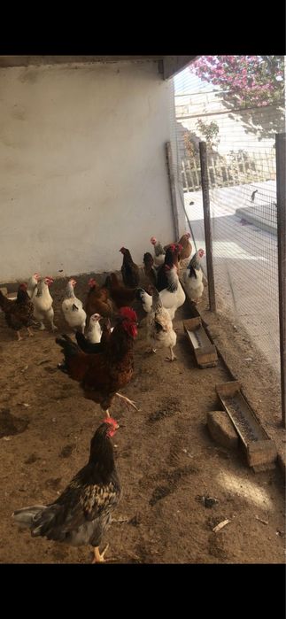 Тауықтар сатылады