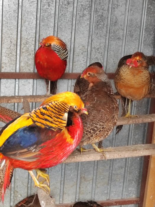 Fazani aurii pe roșu