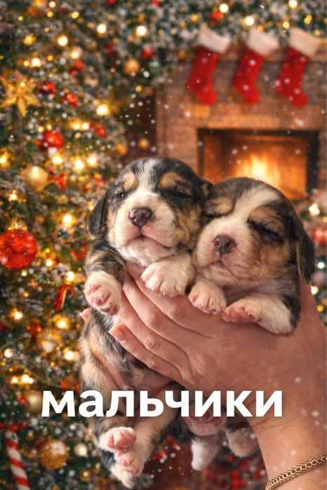 Щенки бигля, питомник