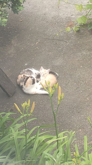 Котята в добрые руки!