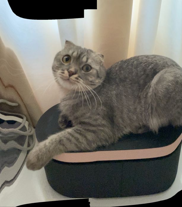 Предлагаю серо-серебристых табби