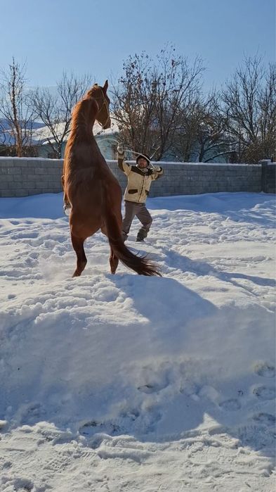 Араб пен Акалтеке шатыс