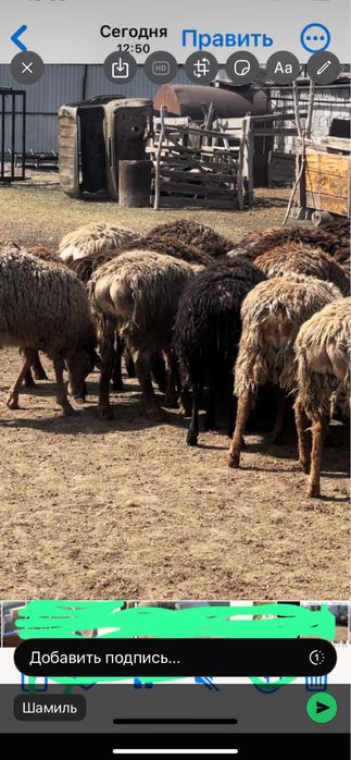 Продам жирных баран