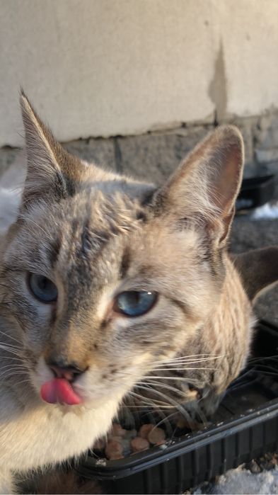 Котята, 6 месяцев