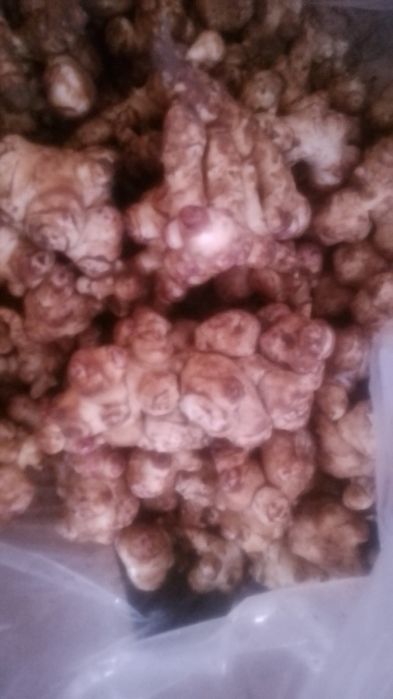 Гулия, земна ябълка