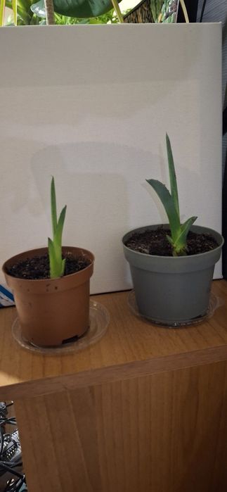 Алое ,,Столетник,,