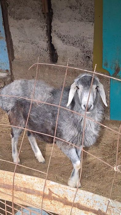 Сатылады көк қошқар