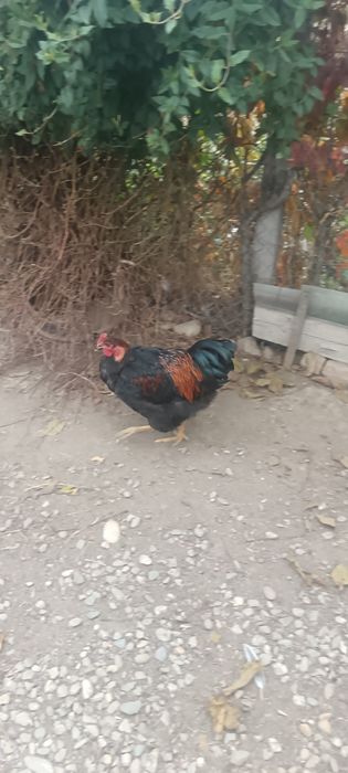 Vând cocosi cu gatul gol