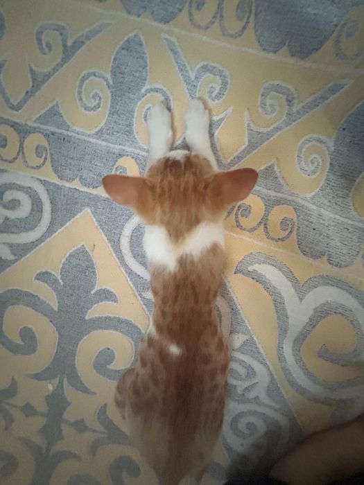 Котик 3  месяца мальчик