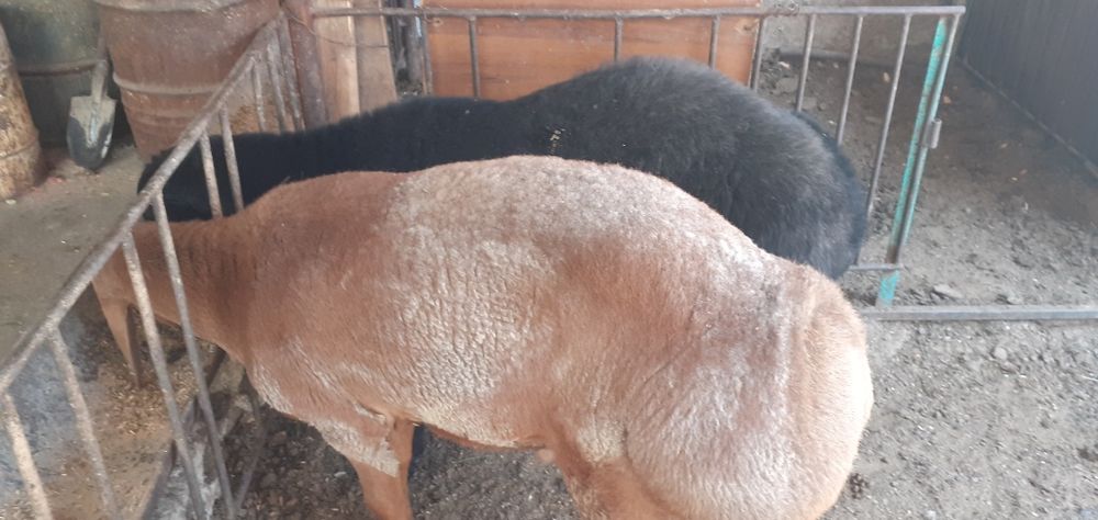 'Qochqor кочкор коу сотилади