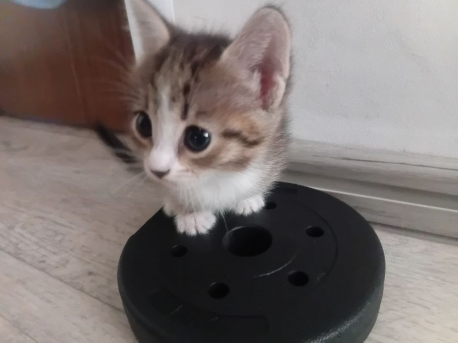 Отдам котят в добрые ручки