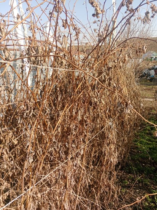 Ремонтатный малина