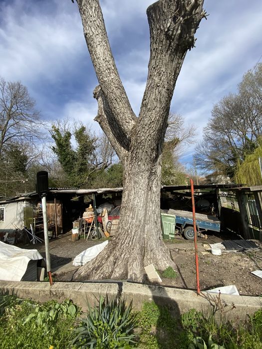 Орехов материал - ствол