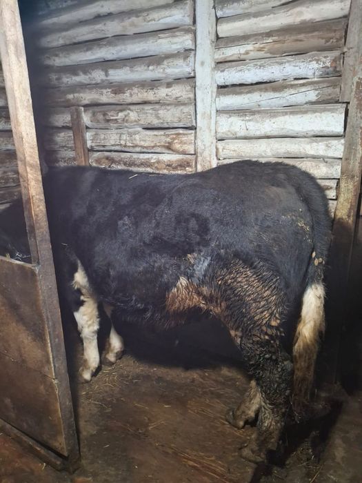 Продам крупно рогатый скот