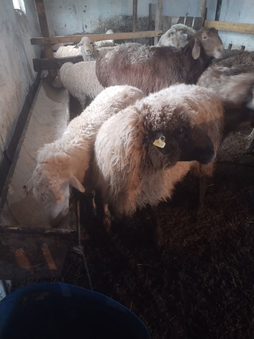 Бараны, кой, токты