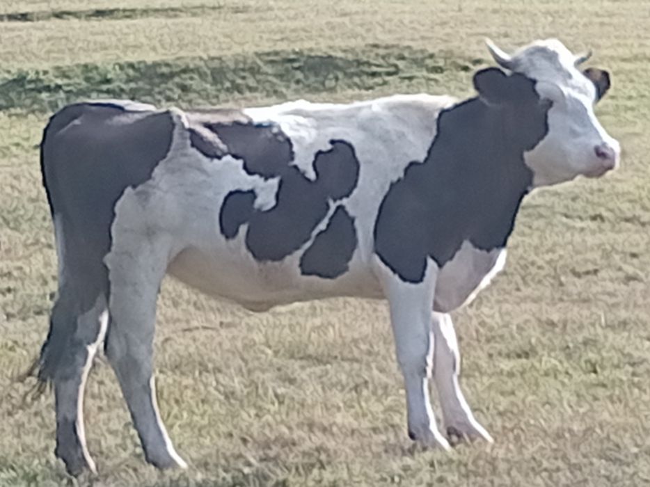 Vacă cu vițeauă de vânzare