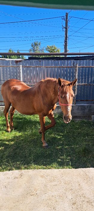 Iapă de vânzare foarte bine îngrijită