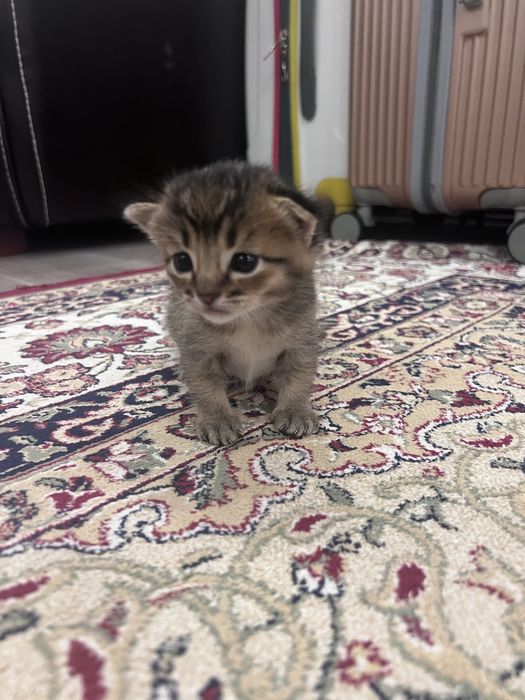 Продаем котенка мальчика