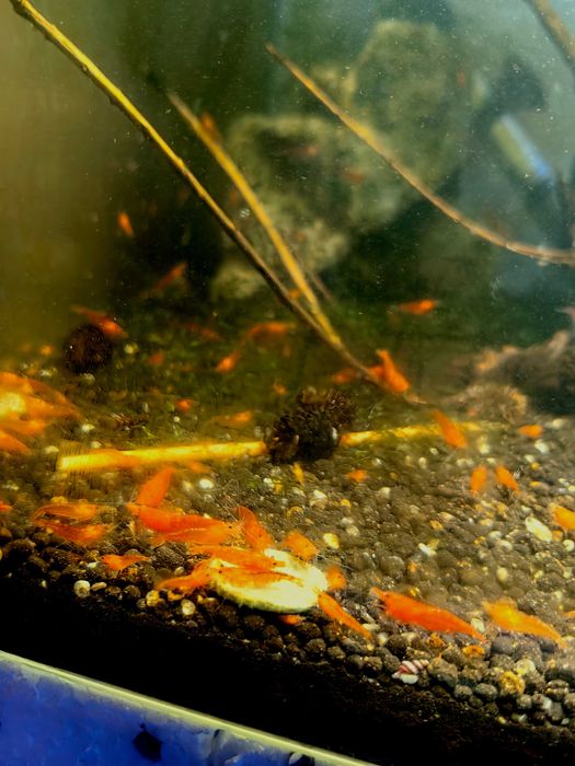 Скариди чери (неокаридина)