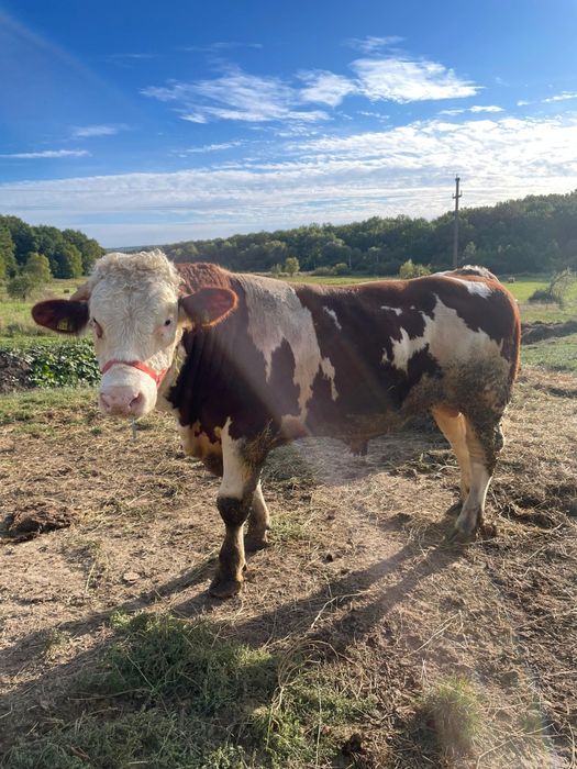 Vând taur/vitel..