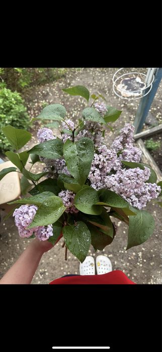 Сирень ветка 200тг