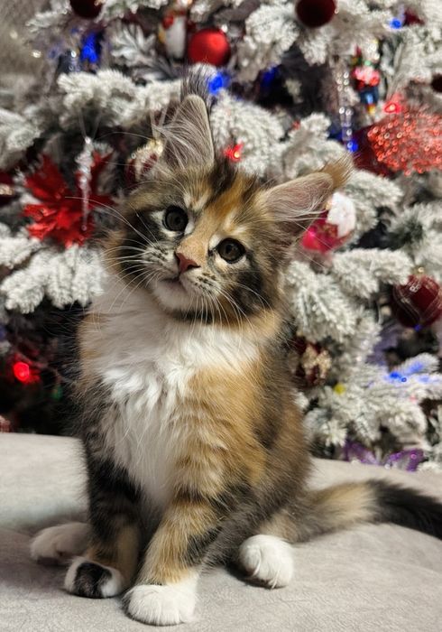 Котята породы мейн-кун