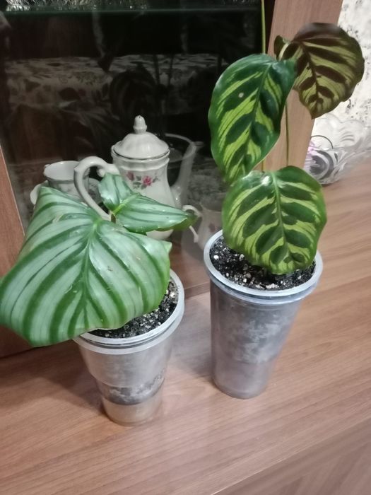 Калатея продам цветок