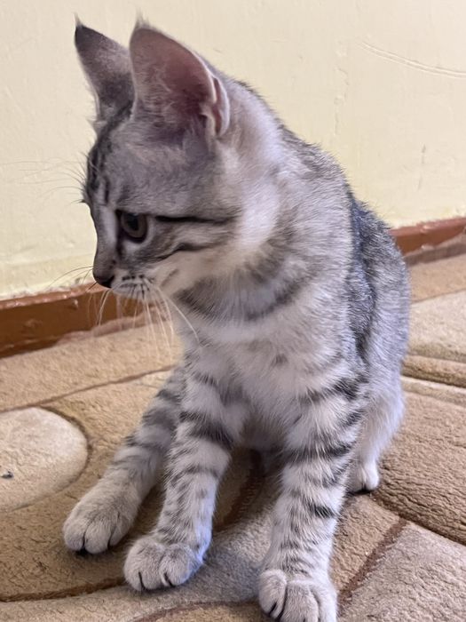 Продается котёнок (домашний короткошёрстный, серебристый табби)