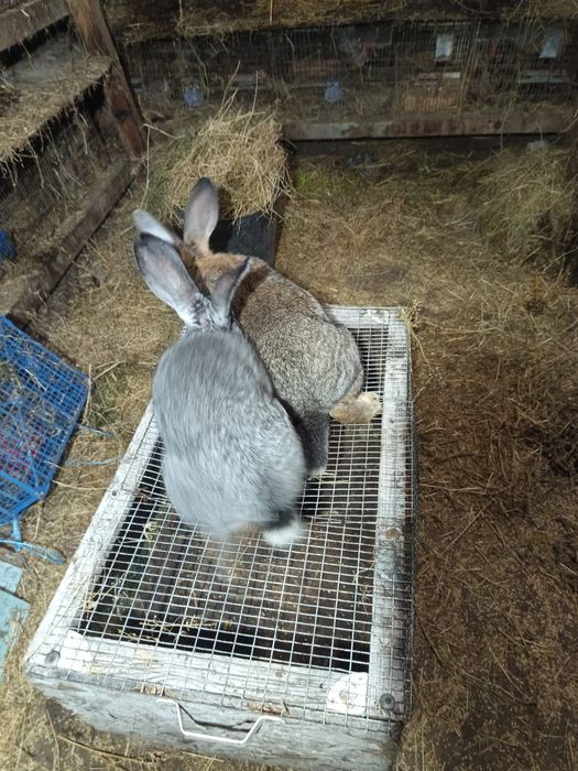 Vând iepuri uriaș german