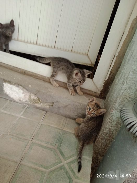Отдам катят в хорошие руки