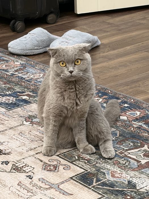 Кошка вислоухая британская
