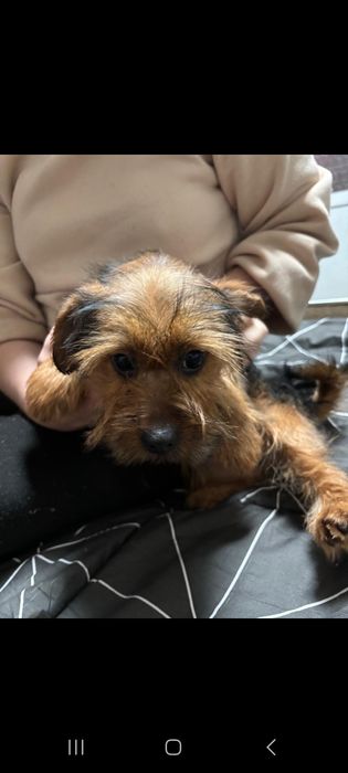 Yorkshire Terrier  Gold