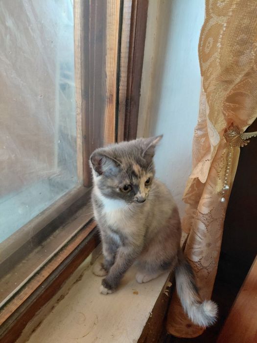 Котенок девочка в добрые руки