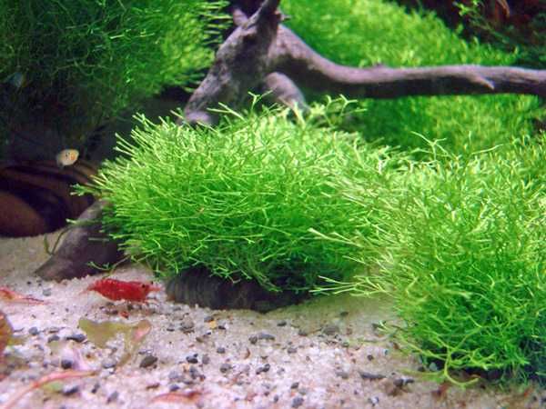 Аквариумный Мох ричия