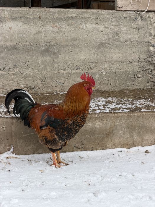 Продам курей и петухов